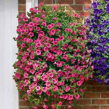 Load image into Gallery viewer, Petunia Red - Gardening Plants And Flowers