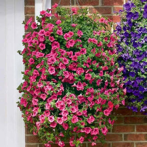 Petunia Red - Gardening Plants And Flowers