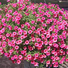 Load image into Gallery viewer, Petunia Rose of Heaven - Gardening Plants And Flowers
