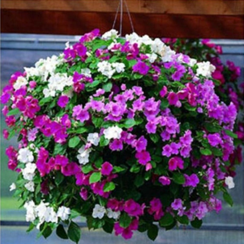 Vining Petunia - Gardening Plants And Flowers