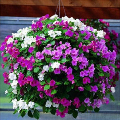 Vining Petunia - Gardening Plants And Flowers