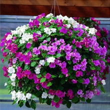 Load image into Gallery viewer, Vining Petunia - Gardening Plants And Flowers