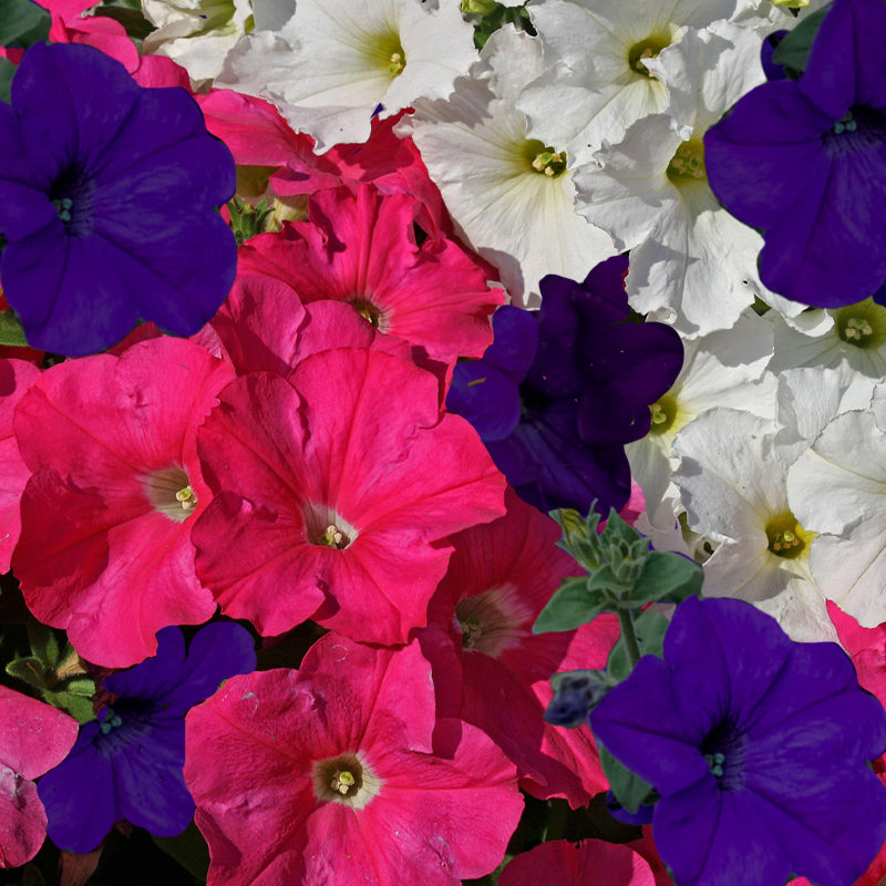 petunia hybrida - Gardening Plants And Flowers