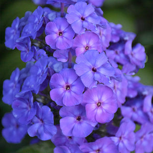 phlox blue seeds - Gardening Plants and Flowers 