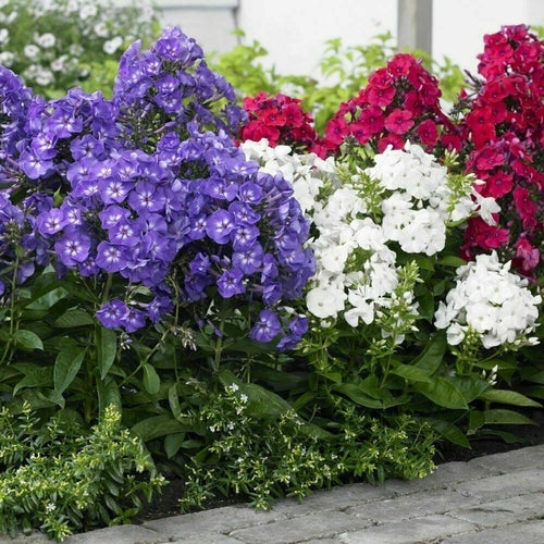 Phlox Drummondii Beauty Mix - Gardening Plants And Flowers