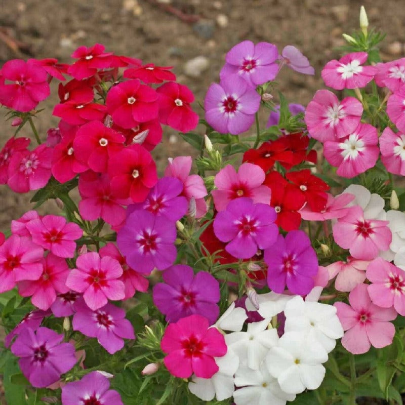 Phlox Drummondii - Gardening Plants And Flowers