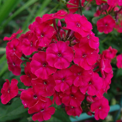 phlox red - Gardening Plants And Flowers