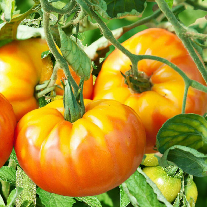 pineapple tomato seeds - Gardening Plants And Flowers