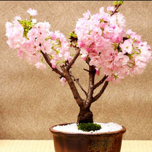 Load image into Gallery viewer, Prunus Serrulata seeds - Gardening Plants And Flowers