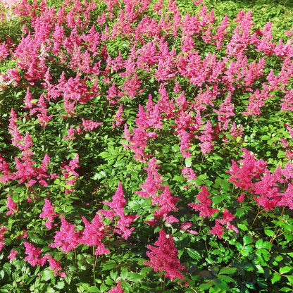 Astilbe Chinensis Pumila  - Gardening Plants And Flowers