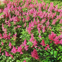 Load image into Gallery viewer, Pumila Astilbe Chinensis - Gardening Plants And Flowers