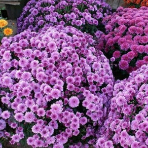 Purple Chrysanthemum - Gardening Plants And Flowers