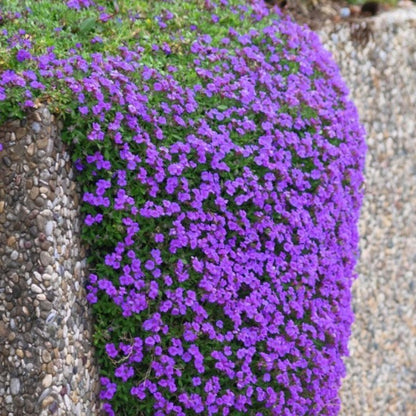 aubrieta cascade - Gardening Plants And Flowers