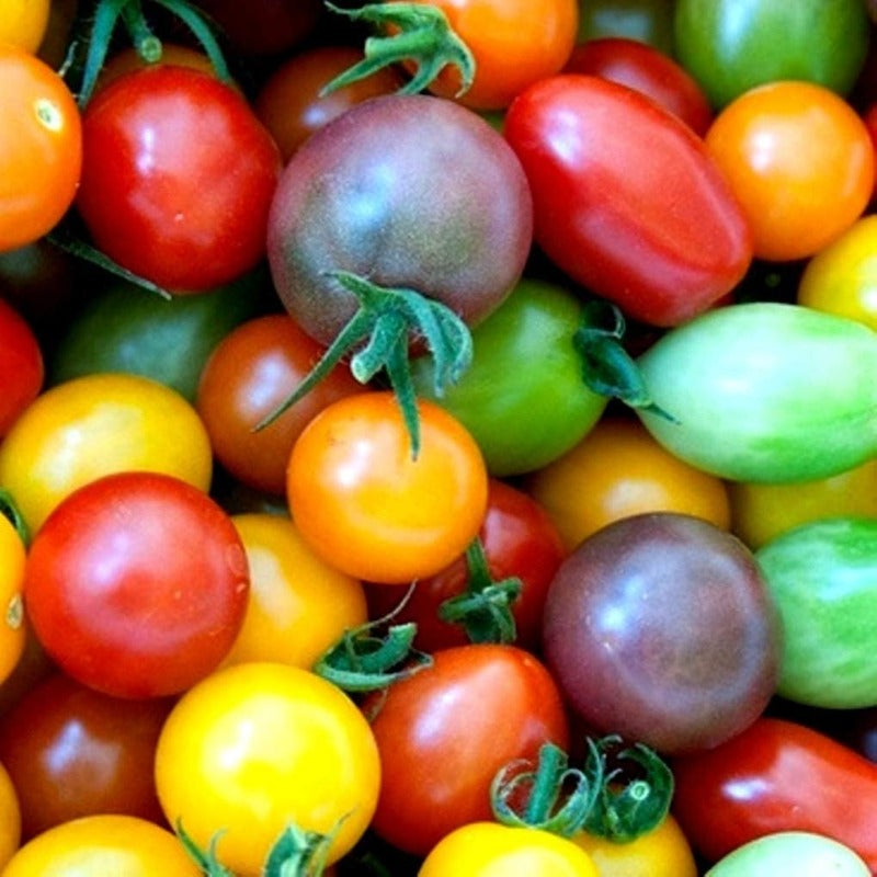colorful tomato - Gardening Plants And Flowers