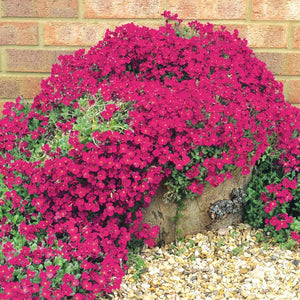 Red Aubrieta Rock Cress - Gardening Plants And Flowers