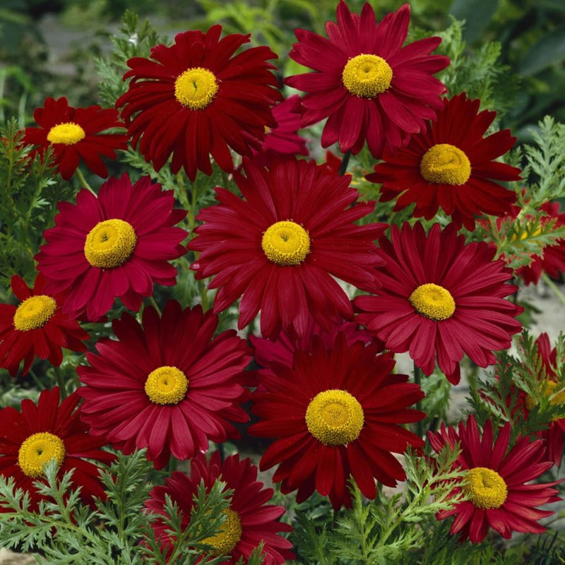 painted daisy - Gardening Plants And Flowers