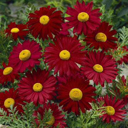 painted daisy - Gardening Plants And Flowers