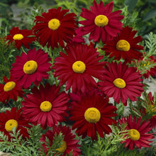Load image into Gallery viewer, Chrysanthemum Coccineum - Gardening Plants And Flowers