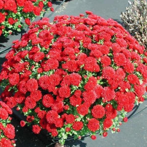 Red Chrysanthemum - Gardening Plants And Flowers