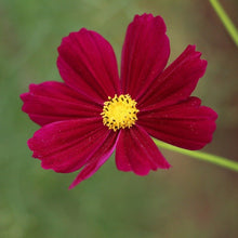 Load image into Gallery viewer, cosmos flowers seeds - Gardening Plants And Flowers