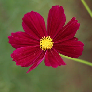 cosmos flowers seeds - Gardening Plants And Flowers