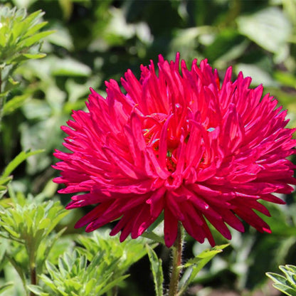 red aster flower - Gardening Plants And Flowers