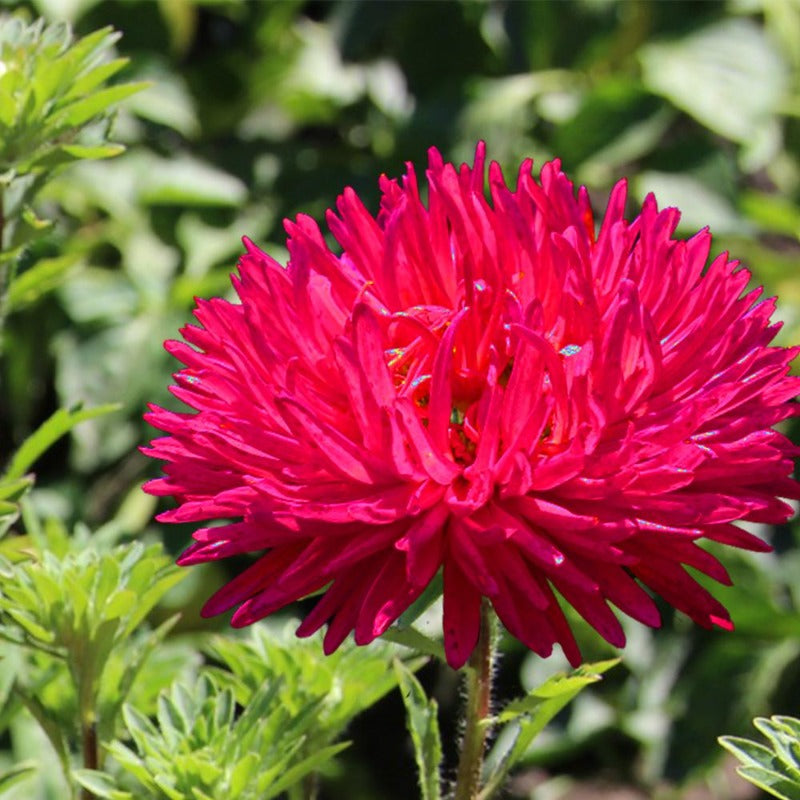 red aster - Gardening Plants And Flowers