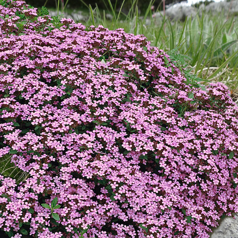 red soapwort - Gardening Plants And Flowers