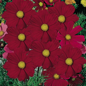 cosmos seeds - Gardening Plants And Flowers