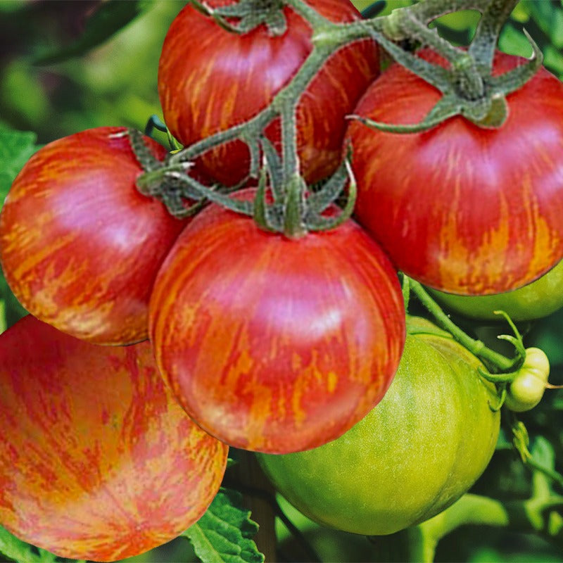 red zebra tomato - Gardening Plants And Flowers