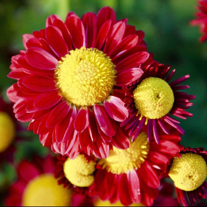 red daisies - Gardening Plants And Flowers