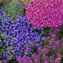 Load image into Gallery viewer, rock cress seeds - Gardening Plants And Flowers