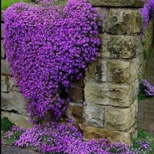 Load image into Gallery viewer, ground cover purple - Gardening Plants And Flowers