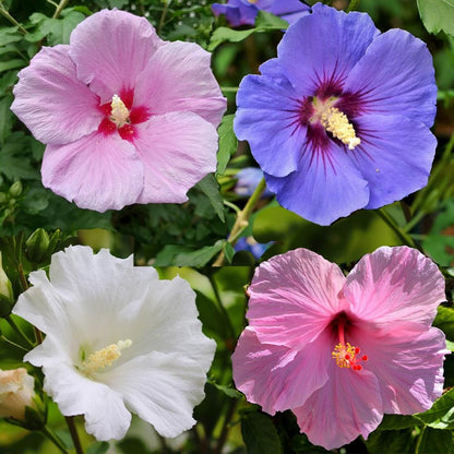 blue rose of sharon seeds Hibiscus Seeds