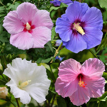 Load image into Gallery viewer, hibiscus rose of sharon - Gardening Plants And Flowers