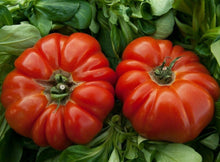 Load image into Gallery viewer, Rosso Sicilian Tomato Seeds - Gardening Plants And Flowers