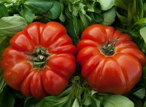 Rosso Sicilian Tomato Seeds - Gardening Plants And Flowers