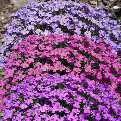 aubrieta hybrida royal mix - Gardening Plants And Flowers