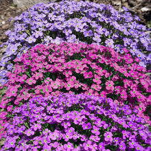 Load image into Gallery viewer, aubrieta hybrida royal mix - Gardening Plants And Flowers