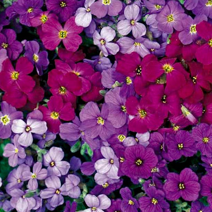 aubrieta - Gardening Plants And Flowers