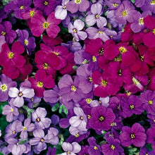 Load image into Gallery viewer, aubrieta - Gardening Plants And Flowers