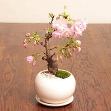 Load image into Gallery viewer, cherry blossom seeds - Gardening Plants And Flowers