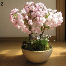 Load image into Gallery viewer, cherry blossom bonsai seeds - Gardening Plants And Flowers