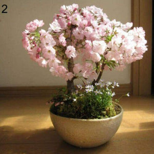 cherry blossom bonsai seeds - Gardening Plants And Flowers