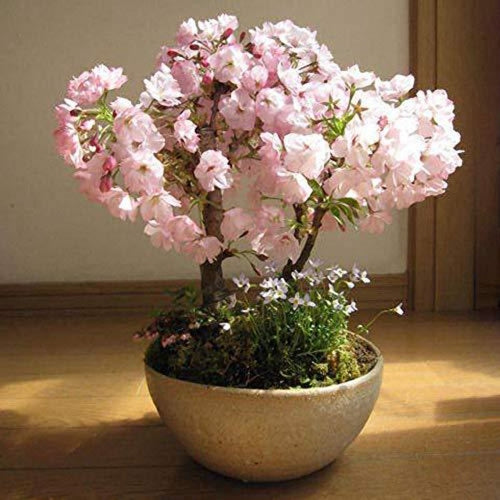 sakura seeds - Gardening Plants And Flowers