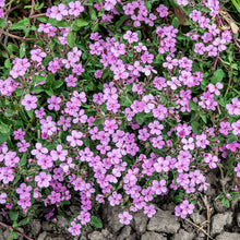 Load image into Gallery viewer, saponaria - Gardening Plants And Flowers