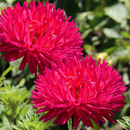 Red Aster Seeds - Aster Peony Duchess Scarlet Gardening Plants And Flowers Red Aster Seeds - Aster Peony Duchess Scarlet Gardening Plants And Flowers