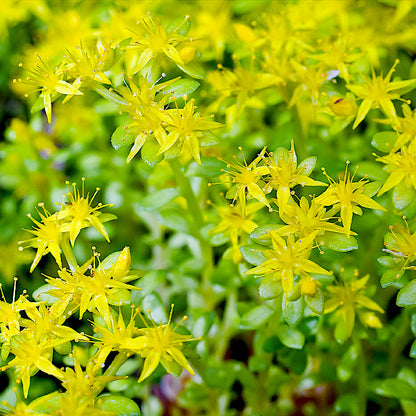 sedum plant - Gardening Plants And Flowers