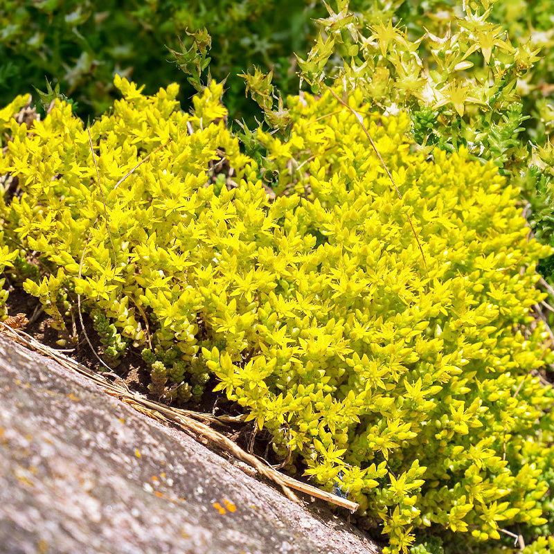 yellow flower succulent ground cover Sedum Seeds