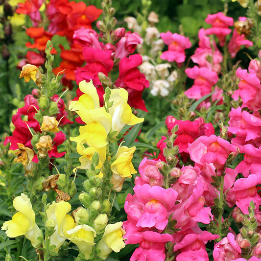 snapdragon seeds - Gardening Plants And Flowers